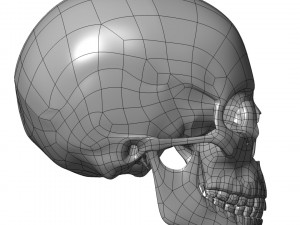 cad compatible human skull model m3p1d1v1skull 3D 模型