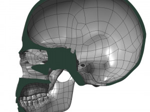 cad compatible human skull model m3p1d1v1skull 3D 模型