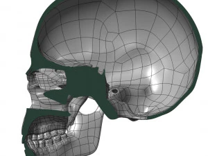 cad compatible human skull model m3p1d1v1skull 3D Model