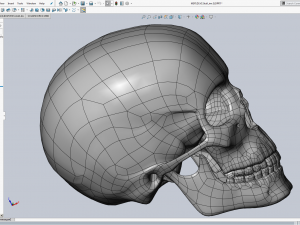 cad compatible human skull model m3p1d1v1skull 3D 模型