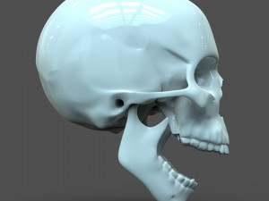 cad compatible human skull model m3p1d1v1skull 3D 模型