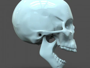 cad compatible human skull model m3p1d1v1skull 3D Model