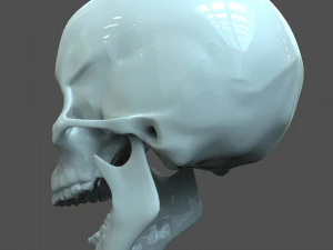 cad compatible human skull model m3p1d1v1skull 3D Model