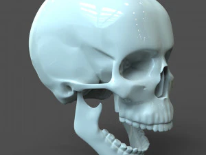 cad compatible human skull model m3p1d1v1skull 3D Model