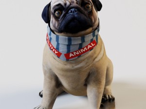 french bulldog sitting 3Dモデル