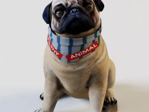 французький бульдог сидить 3D Модель