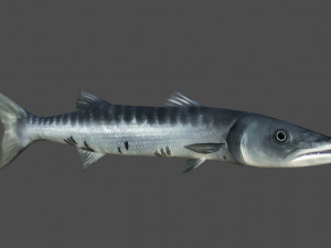 魚 3dモデル ダウンロード 魚 3dモデル 3dexport