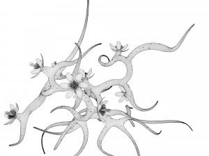 plant with flowers 3D Model