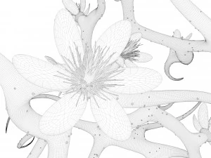 plant with flowers 3D Model