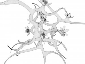 plant with flowers 3D 모델