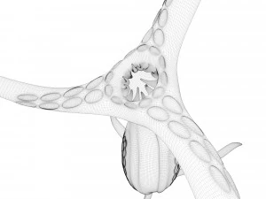 alien hydra 3D Model