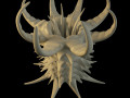 Alien sea anemone 3D Model