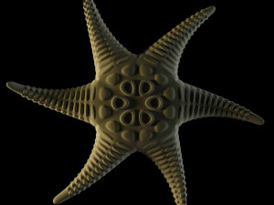 alien starfish 3D Model