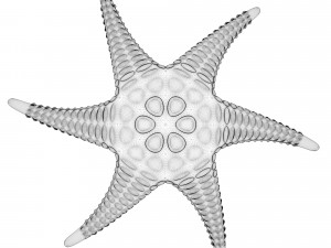 alien starfish Modelo 3D