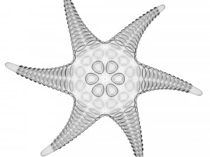 alien starfish 3D Model