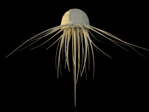 alien jellyfish 3D Model