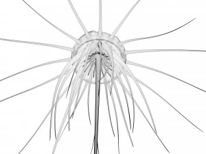 alien jellyfish 3D Model