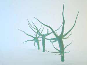 ヒドラ 3Dモデル