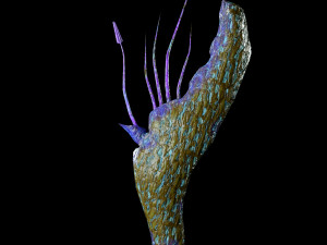 sci fi plants 3D Model