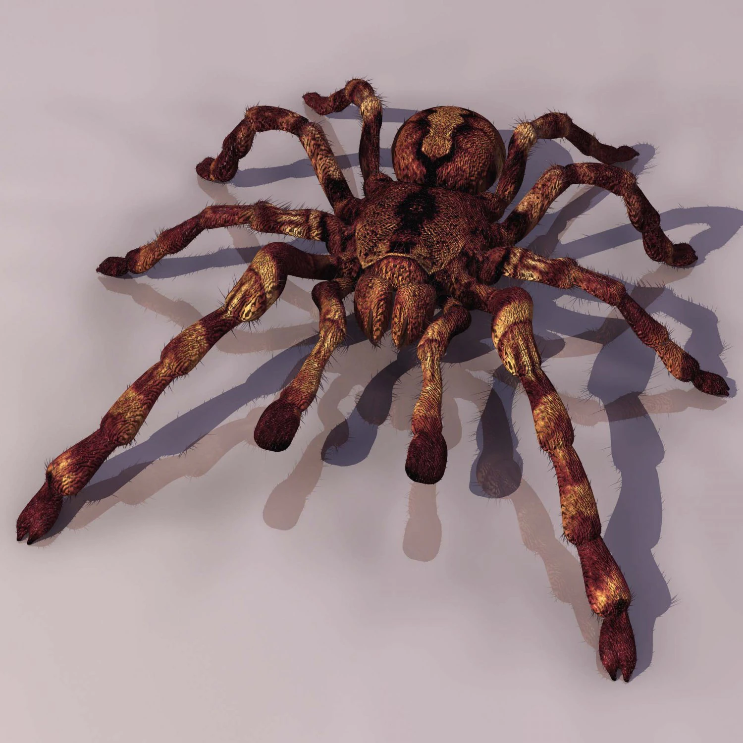 spider tarantula 3D Model .c4d .max .obj .3ds .fbx .stl .blend 