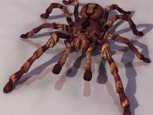 spider tarantula Modello 3D
