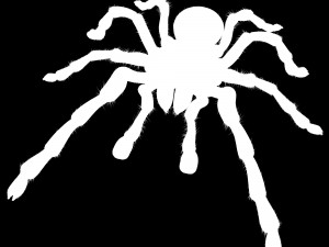 spider tarantula Modèle 3D