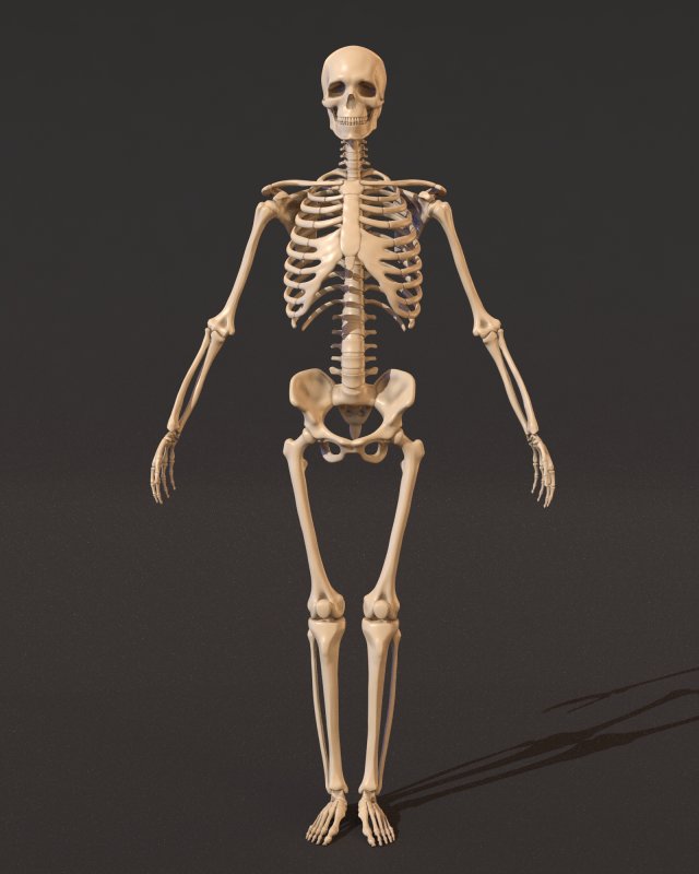 human skeleton 3D Model .c4d .max .obj .3ds .fbx .lwo .lw .lws