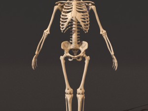 human skeleton 3D Model