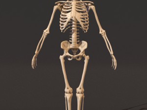human skeleton 3D 모델