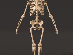 menschliches Skelett 3D Modell