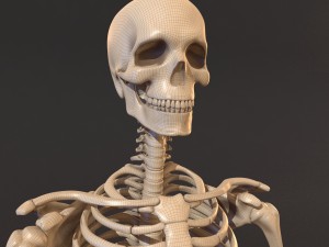 human skeleton 3D Model