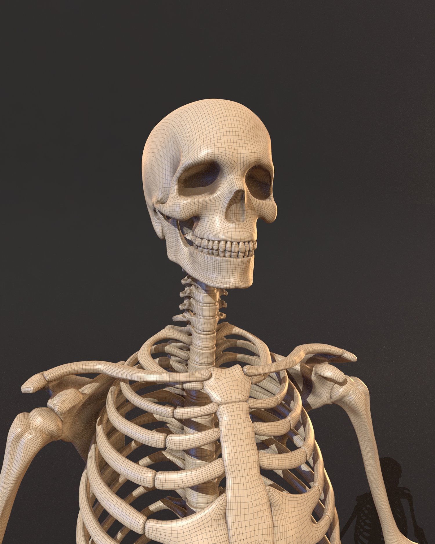 Human Skeleton 3d Model In Anatomy 3dexport