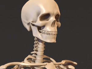 human skeleton 3D Model