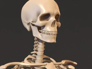 human skeleton 3D Model