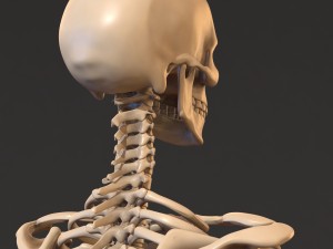 human skeleton 3D Model