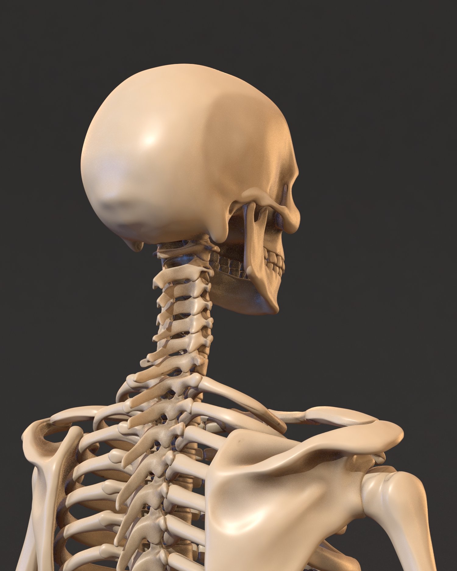 Три д скелет человека. Скелет 3дmax. Human Skeleton 3d model. Скелет 3d анатомия. Skeleton 3d model.