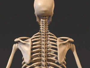 human skeleton 3D Model