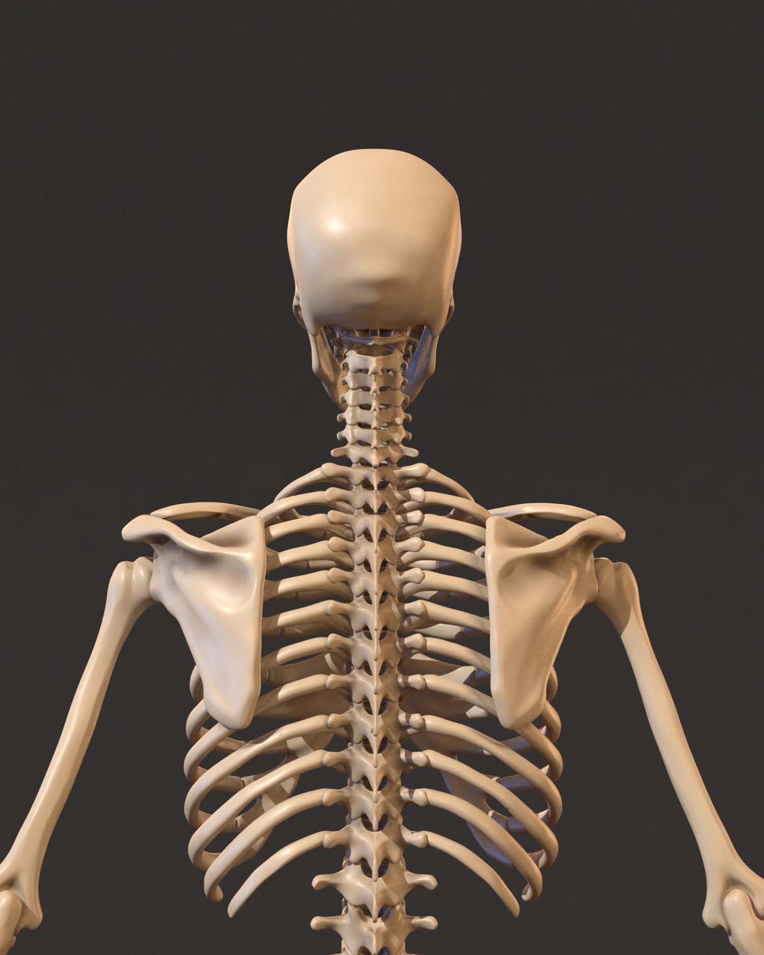 Human Skeleton 3d Models In Anatomy 3dexport