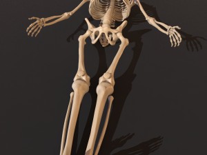 human skeleton 3D Model