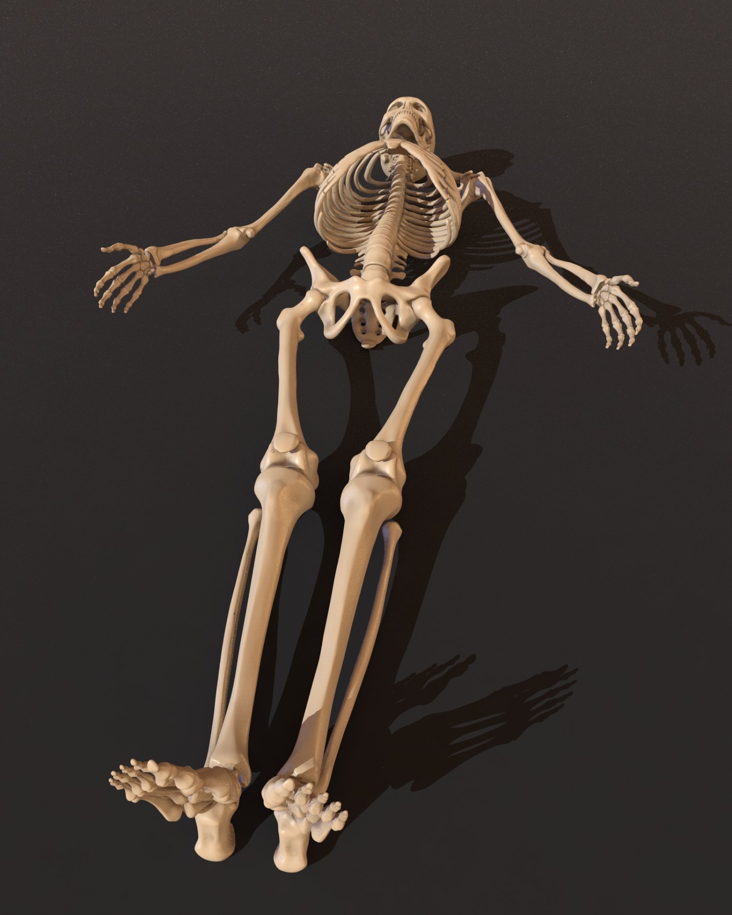 3d skeleton model blender download