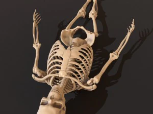 human skeleton 3D Model