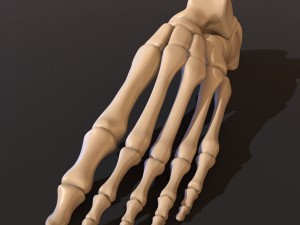 human skeleton 3D Model