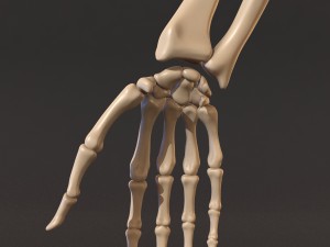 human skeleton 3D Model
