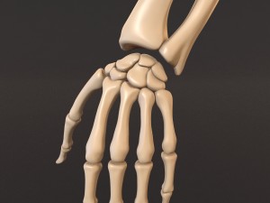human skeleton 3D Model