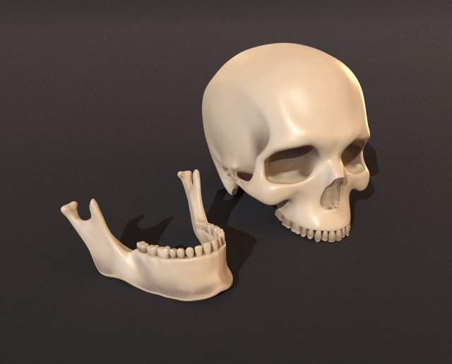 Download human skeleton 3D Model