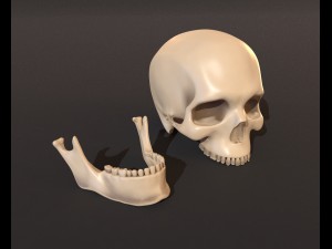 human skeleton 3D Model