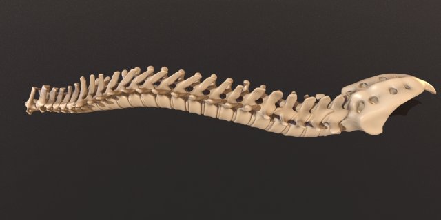 Download human skeleton 3D Model