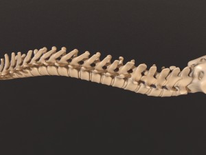 human skeleton 3D Model
