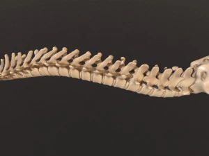 human skeleton 3D Model