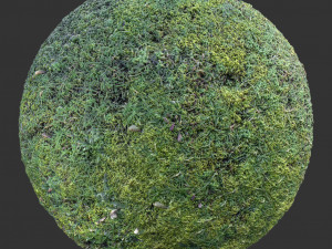 ground forest textures CG Текстури